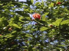 6月是什么季节