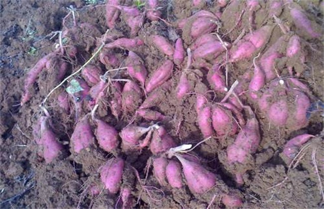 紫薯 种植效益 如何