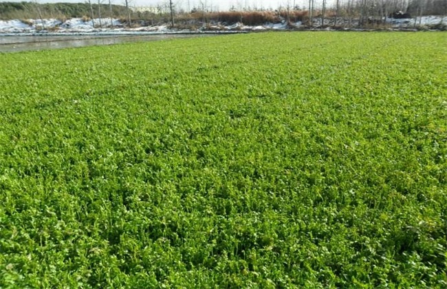 适合 人工种植 野菜