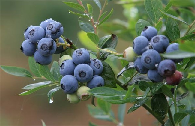 蓝莓 种植效益 分析