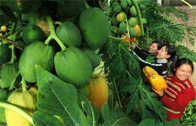 木瓜种植效益