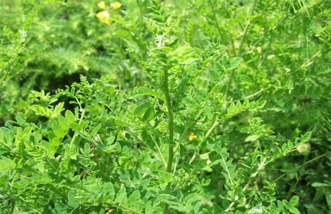 黄芪 种植效益 分析