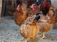 2019年11月最新鸡肉价格是多少？买鸡肉怎么挑才最好？