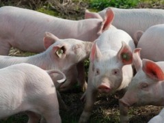 2020年在农村创办一个养猪场需要审批吗？养多少才能领到国家补贴？