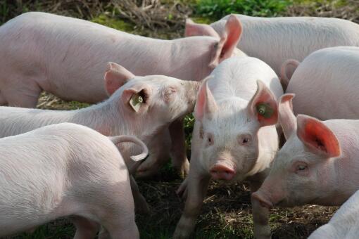 2020年在农村创办一个养猪场需要审批吗