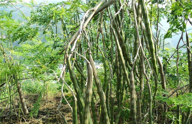 辣木 种植效益 分析