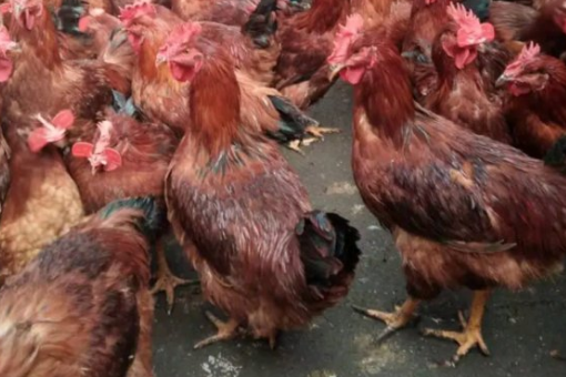 湖南H5N1禽流感情况如何？会传染人吗？怎么预防？