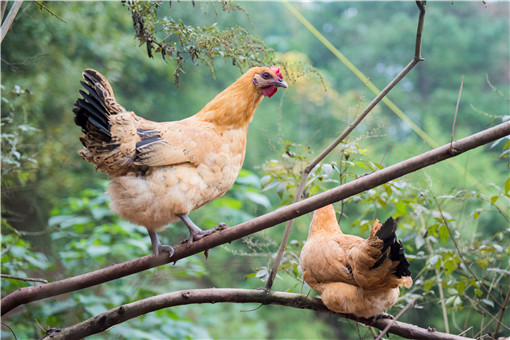 2020年农村养哪些品种的鸡赚钱