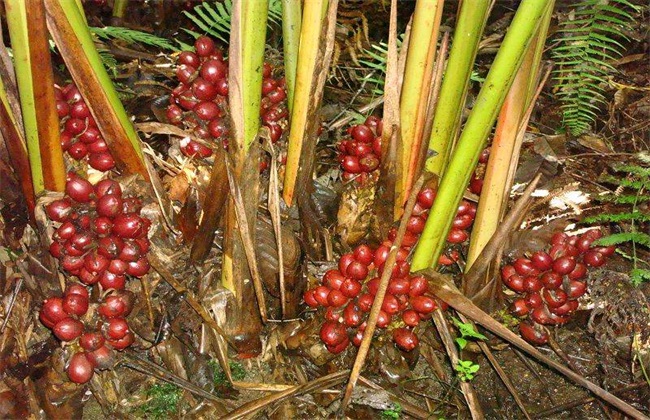 草果 种植效益 分析