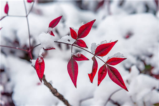 冬季下雪