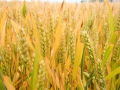 2019年10月小麦价格行情怎么样？有多大的涨幅空间？