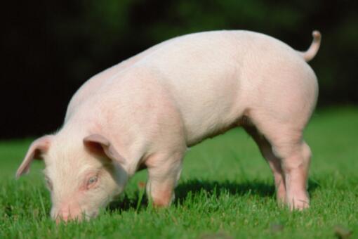 2020年生猪价格预测：猪肉价格或会降低,养殖户仍有利润！