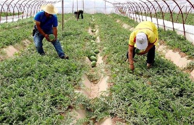 西瓜种植效益
