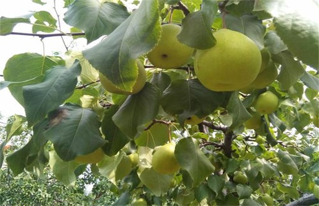 梨树 种植 效益