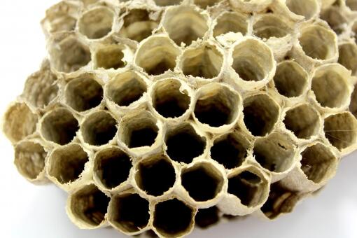真的蜂巢价格多少钱一斤？功效作用是什么？