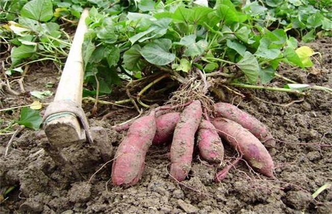 红薯 种植效益 分析