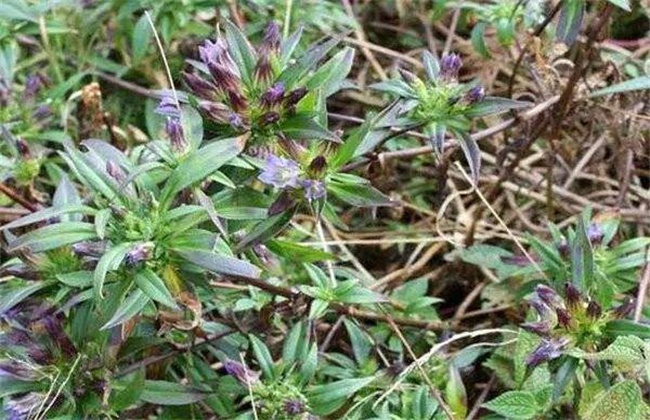 龙胆草种植效益分析