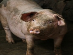 非洲猪瘟是从哪里传入中国的？