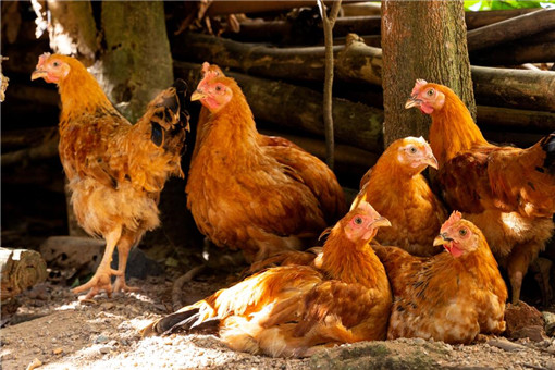 四川西充H5N6禽流感疫情最新消息：是否传人？