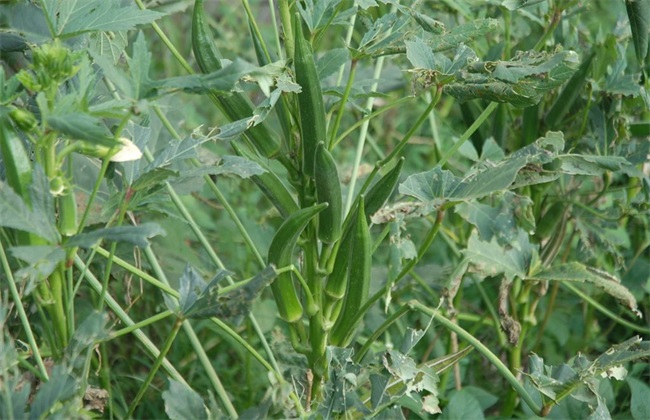 秋葵 种植效益 分析