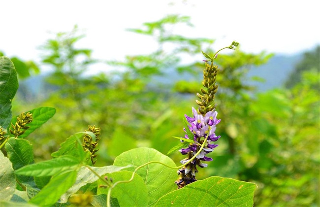 葛根 种植效益 分析