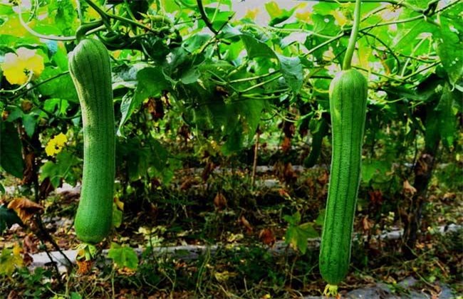 丝瓜种植效益