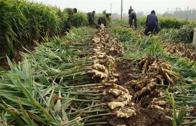 生姜 种植效益 分析