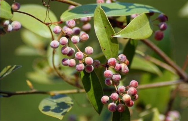 土茯苓 种植效益 分析