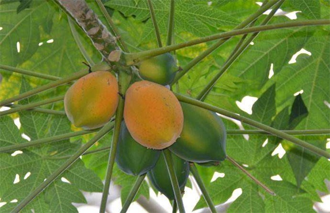 木瓜种植效益