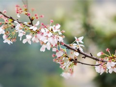 日本早樱落叶还是常绿乔木？