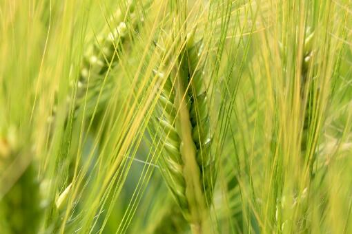 小麦补贴标准