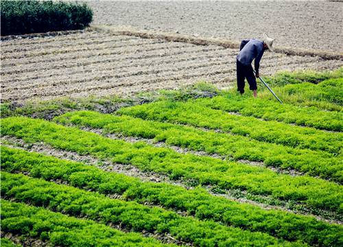 国务院新闻办发表《中国的粮食安全》白皮书,主要指出哪些内容？