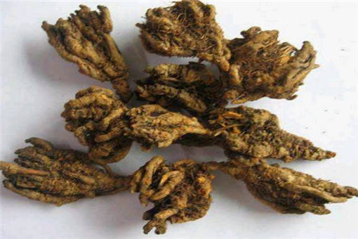 胡黄连和黄连的区别有哪些? - 达达搜