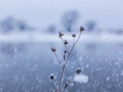 华北雪花到货是怎么回事？雪什么时候下？雪后是否有积雪？