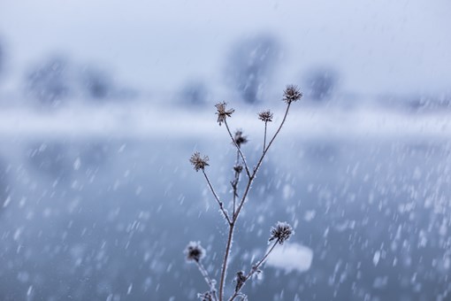 华北雪花到货