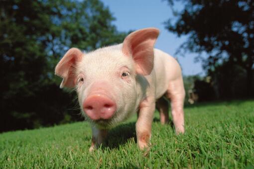 农业农村部：六方面举措加快恢复生猪生产！