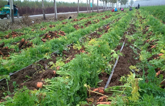 胡萝卜 种植效益 分析