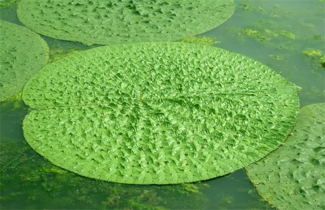 芡实 种植效益 分析