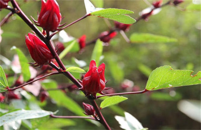 种植什么水果 挣钱