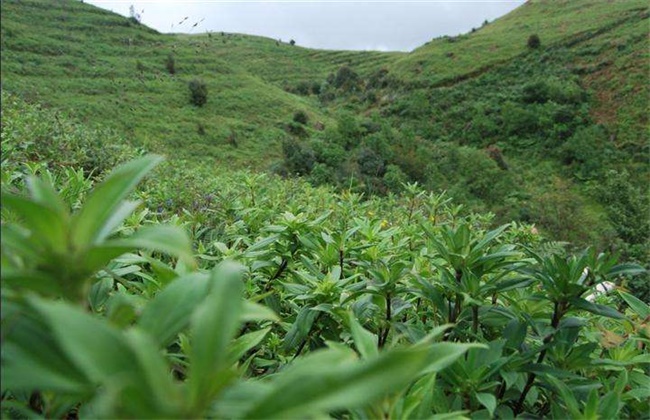 龙胆草种植效益分析