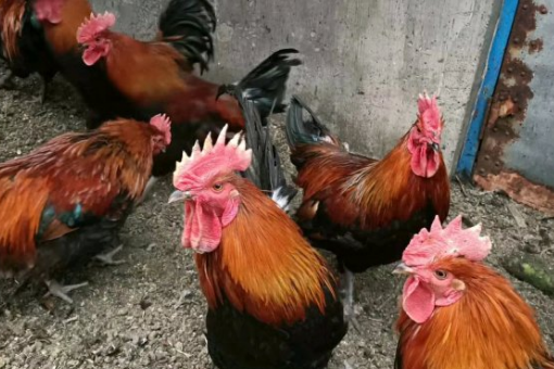 湖南H5N1禽流感情况如何？会传染人吗？怎么预防？