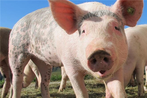 2020养猪补贴新政策：养50头猪国家有补贴吗？（附各地补贴标准）