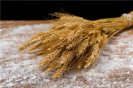 小麦和面粉