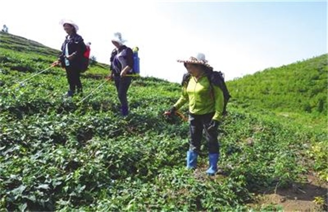 何首乌种植效益