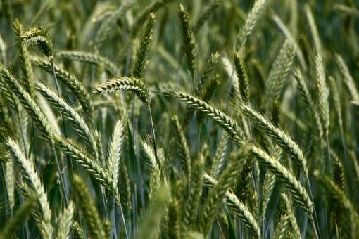 2020年种小麦还有补贴吗