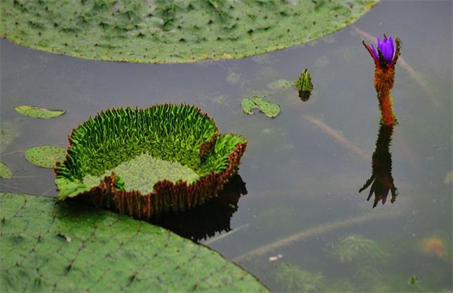 芡实 种植效益 分析