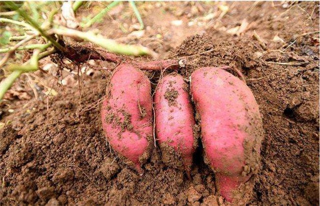 红薯 种植效益 分析
