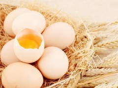 先有鸡还是先有蛋？亿年前化石中出现新答案：先有蛋！