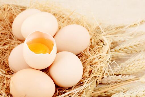 先有鸡还是先有蛋？亿年前化石中出现新答案：先有蛋！