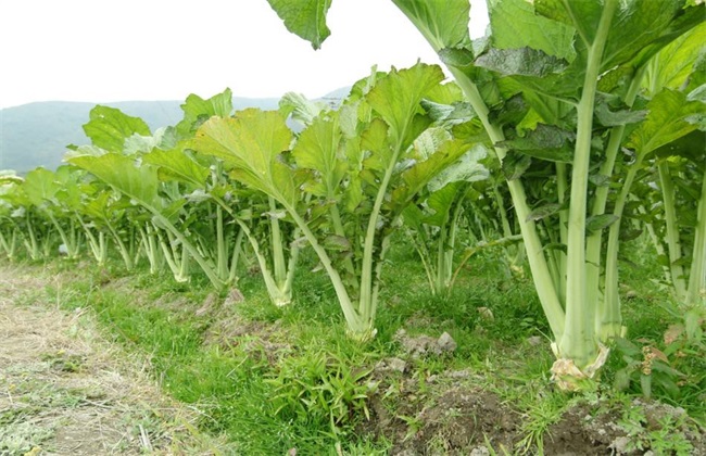 秋冬季节种什么 秋冬季蔬菜